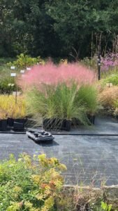 Plusieurs touffes de Muhlenbergia capillaris en pots, couvertes d’inflorescences roses à la pépinière l’Arc en Fleurs.