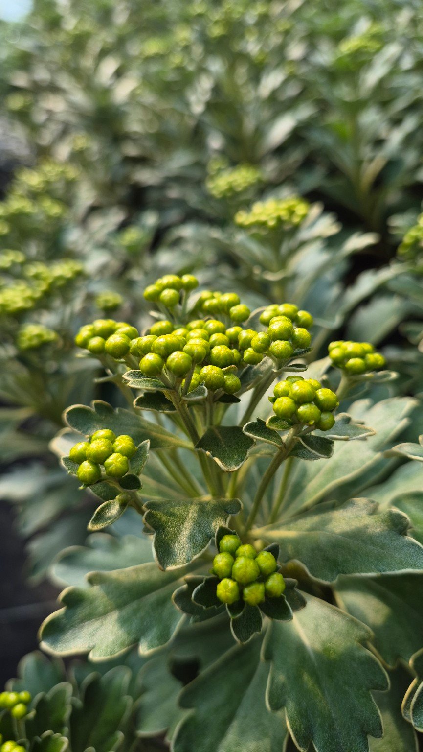 Boutons floraux d’Ajania pacifica au-dessus du feuillage gris vert bordé d’argent