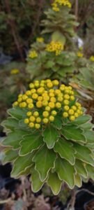 Bouquet de petits capitules jaunes d’Ajania pacifica et feuilles au liseré argenté