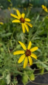 Deux fleurs jaunes de Berlandiera lyrata, à centre brun rouge, au-dessus du feuillage vert