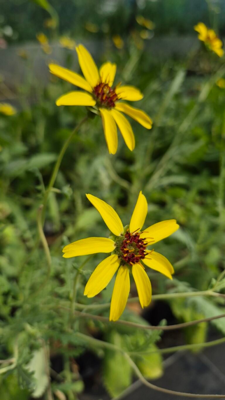 Le blog 2 Deux fleurs jaunes de Berlandiera lyrata, à centre brun rouge, au-dessus du feuillage vert