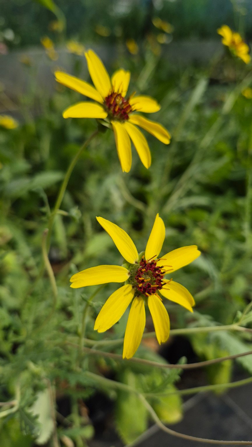Deux fleurs jaunes de Berlandiera lyrata, à centre brun rouge, au-dessus du feuillage vert