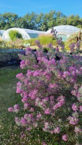 Leucophyllum couvert de fleurs mauves devant les serres de la pépinière L’Arc en Fleurs