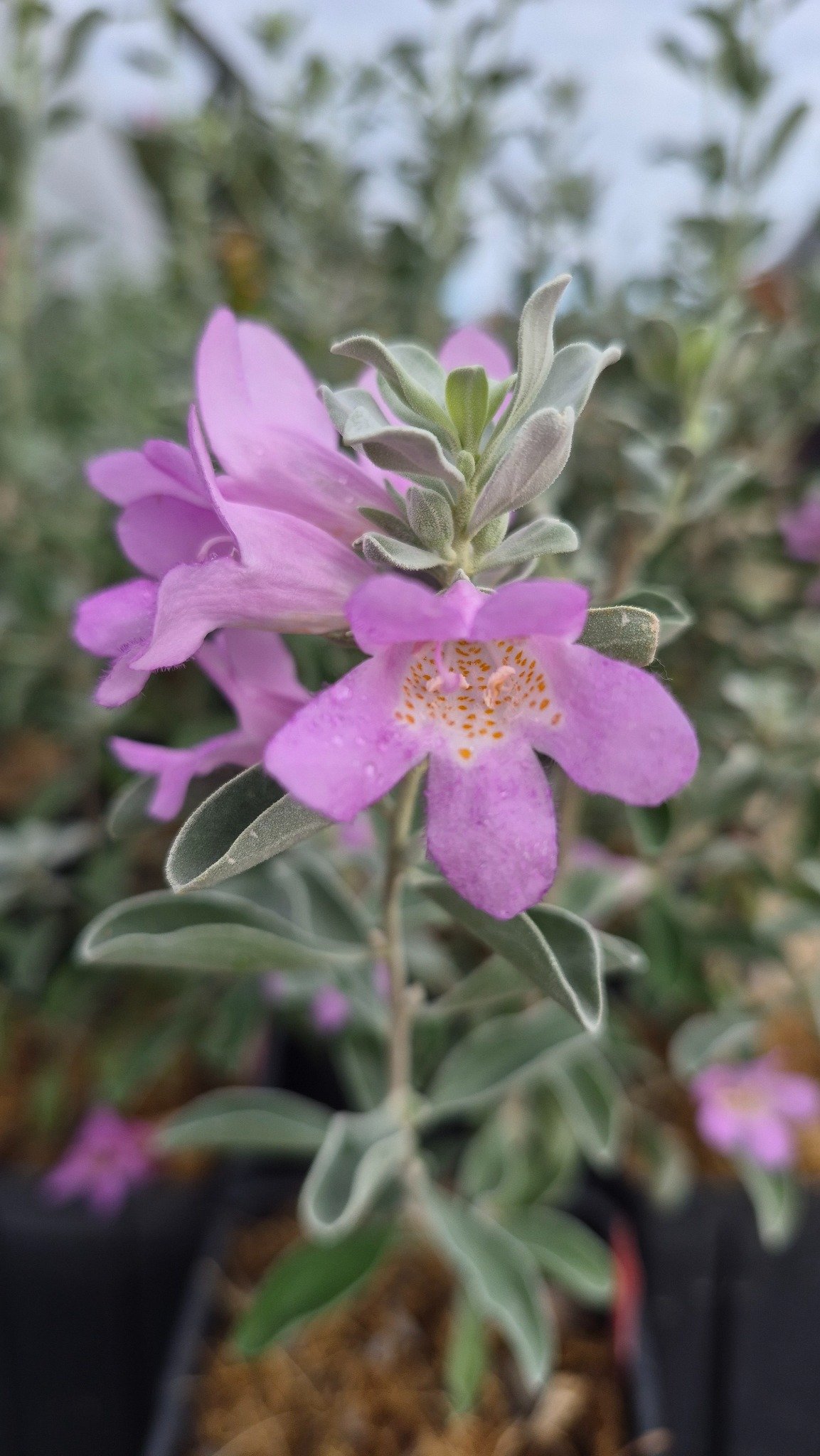 Leucophyllum frutescens : la sauge du désert qui fait fleurir les jardins secs 2 Gros plan sur les fleurs mauves et les feuilles argentées d’un Leucophyllum