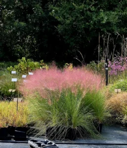 Muhlenbergia_Kit_Automne_web