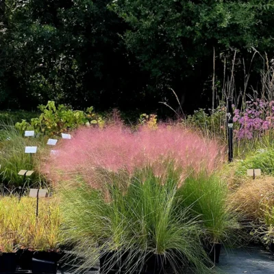 Muhlenbergia_Kit_Automne_web