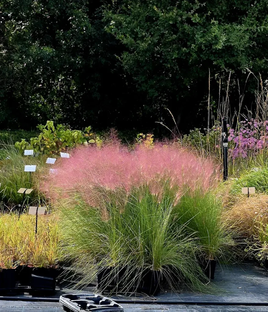 Kit de floraison d’automne : un jardin en couleurs jusqu’aux premiers froids 6 Muhlenbergia_Kit_Automne_web
