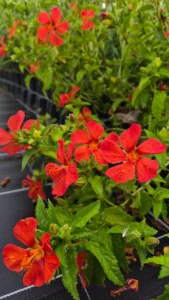 Fleurs rouge vermillon du Pavonia Flamboyant, avec gouttes d’eau sur les pétales et feuillage vert denté