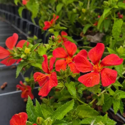 Fleurs rouge vermillon du Pavonia Flamboyant, avec gouttes d’eau sur les pétales et feuillage vert denté