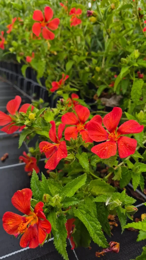 Fleurs rouge vermillon du Pavonia Flamboyant, avec gouttes d’eau sur les pétales et feuillage vert denté