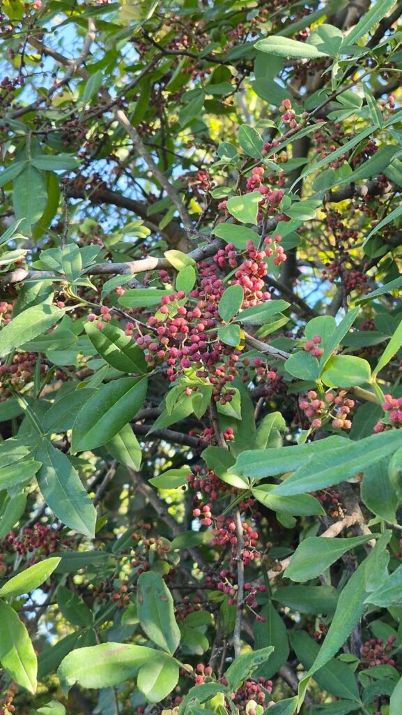 Le poivrier de Timut : un étonnant parfum de pamplemousse au jardin 3 Fruits rouges et feuillage du poivrier de Timut (Zanthoxylum armatum) à la pépinière L’Arc en Fleurs