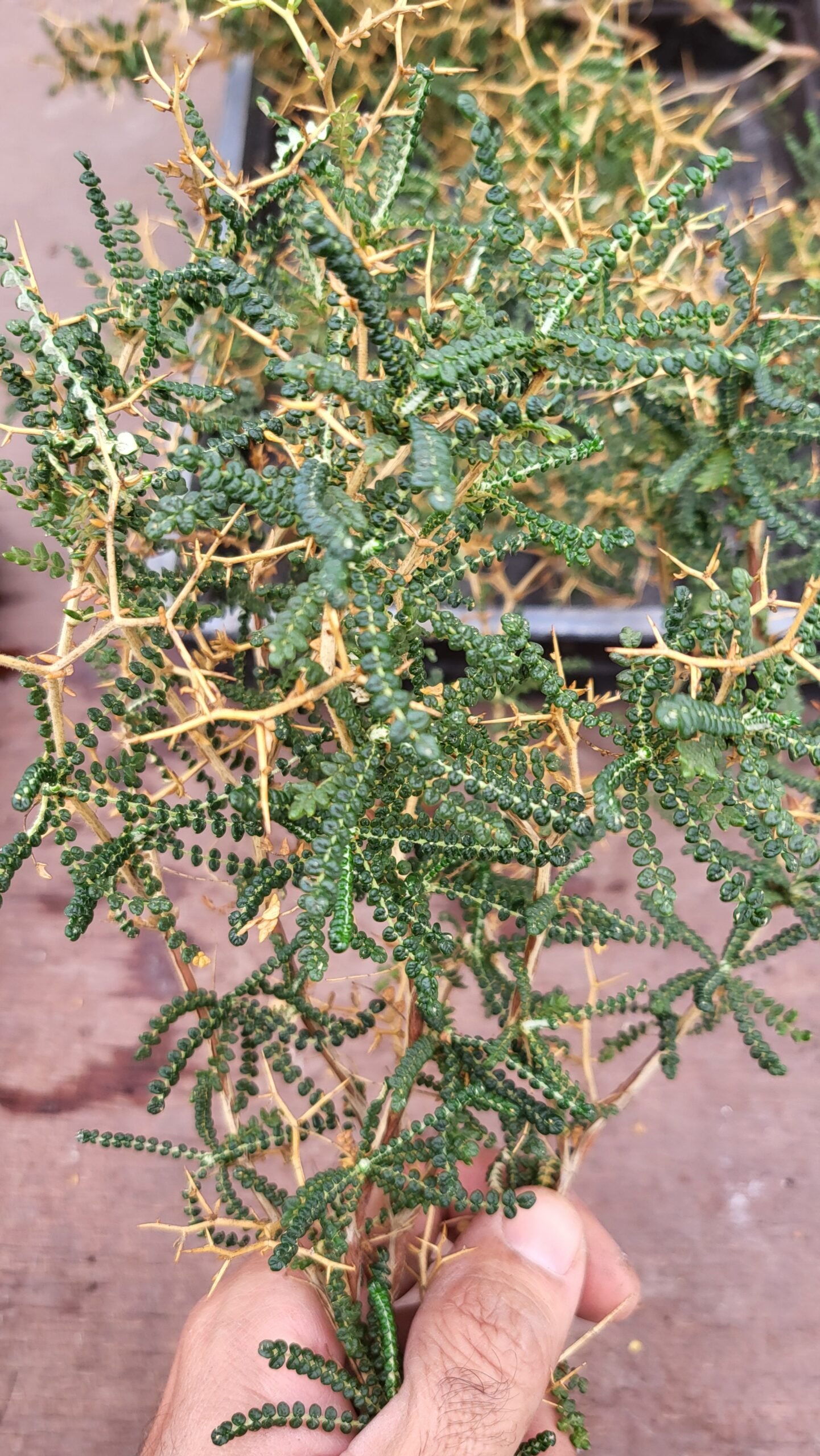 Sarcopoterium spinosum : un coussin épineux pour les jardins méditerranéens secs 2 Petites feuilles composées et rameaux épineux de Sarcopoterium spinosum