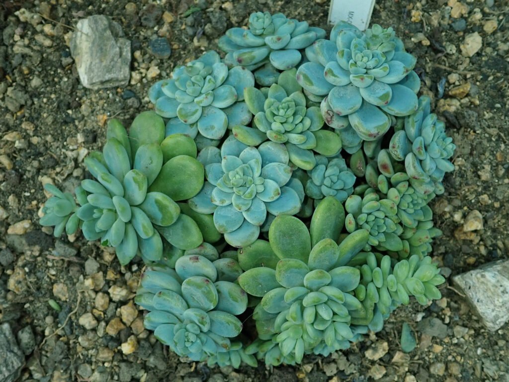 Rosettes charnues gris bleuté de Sedum clavatum, recouvertes de pruine.