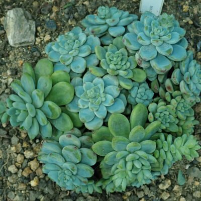 Accueil 14 Rosettes charnues gris bleuté de Sedum clavatum, recouvertes de pruine.