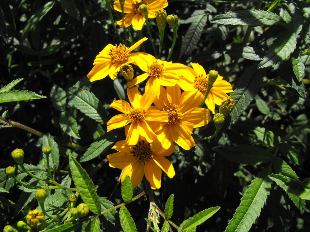Fleurs jaune d’or de Tagetes lemmonii et feuillage aromatique